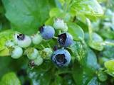 Blueberries